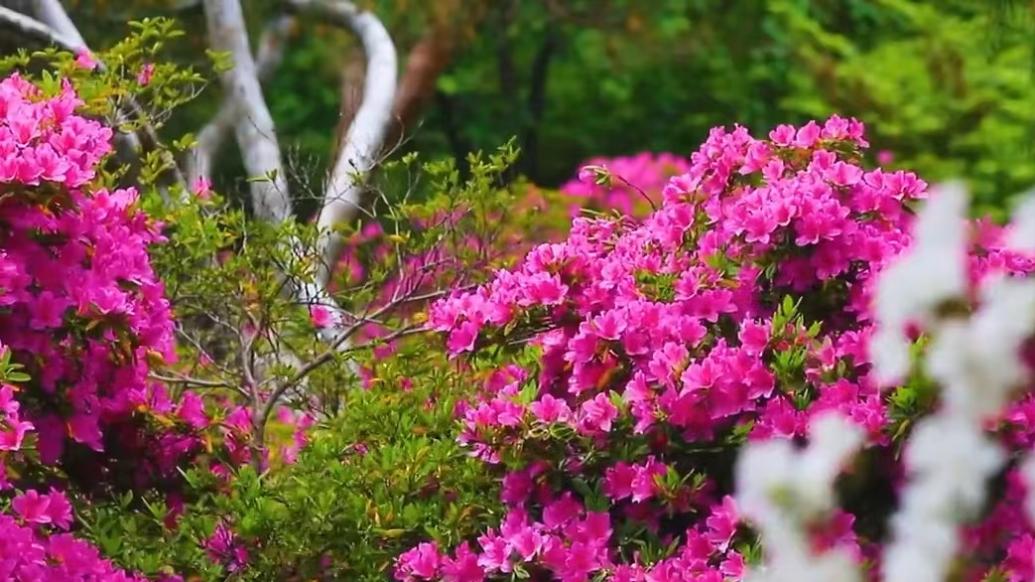 江苏南京玄武湖杜鹃花开成海