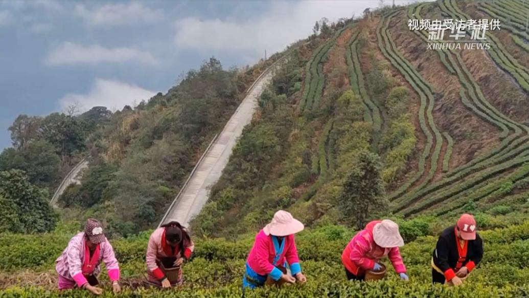 西藏墨脫：云霧縹緲中，茶香引客來