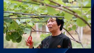福州閩侯：盤活閑置田發(fā)展特色種植產業(yè)