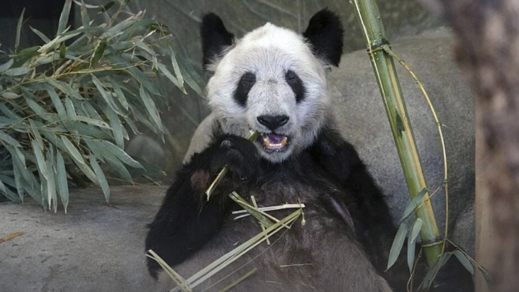 航线图上飞机图标变熊猫，旅美大熊猫“丫丫”专机已降落上海