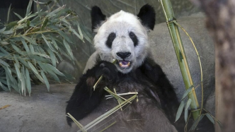 航线图上飞机图标变熊猫，旅美大熊猫“丫丫”专机已降落上海