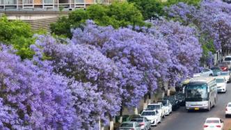 昆明蓝花楹铺满街巷，营造紫色梦幻世界