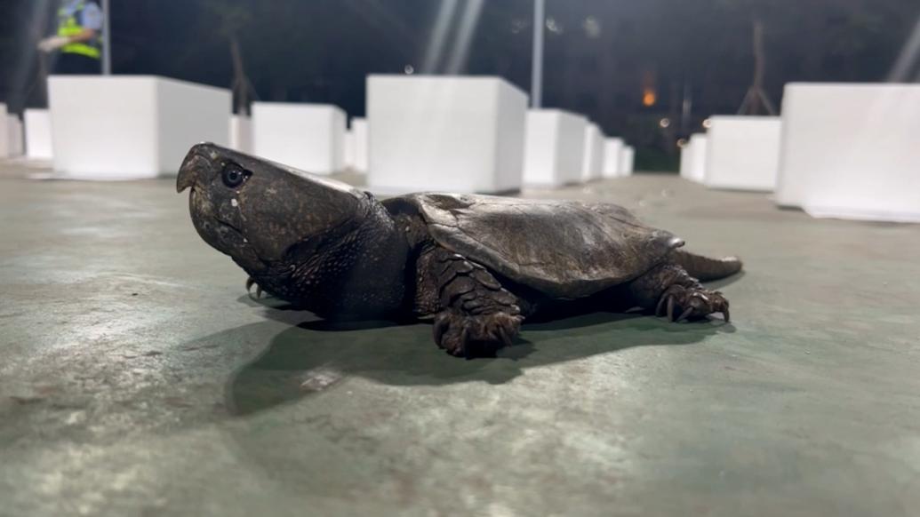 警方查獲68只國家二級保護動物鷹嘴龜