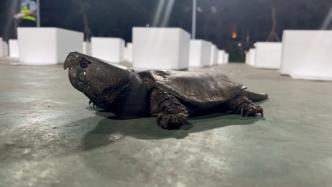 警方查獲68只國家二級保護動物鷹嘴龜