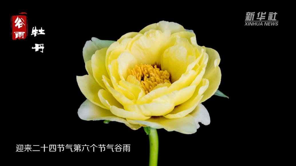 延時攝影二十四節(jié)氣賞花開：谷雨時節(jié)，牡丹花開冠絕群芳