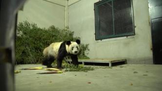 大熊猫丫丫“回家”，饲养员精心喂食