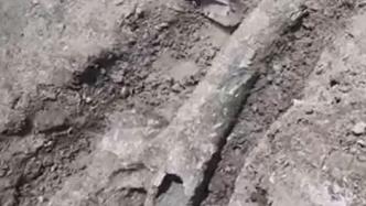 安徽太和县发现巨型骨头，初判系大象化石