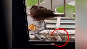 斑鸠在窗台筑巢孵蛋，好心房主“包吃包住”