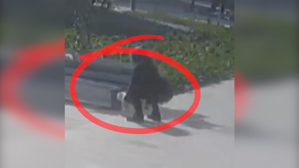 女子路遇可愛英短貓抱上電動車順走