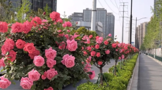 又到月季时，上海这些高架&道路限时“美妆”芬芳上线