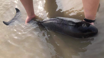 国家一级保护动物长江江豚搁浅，被救后依依不舍地游回深水