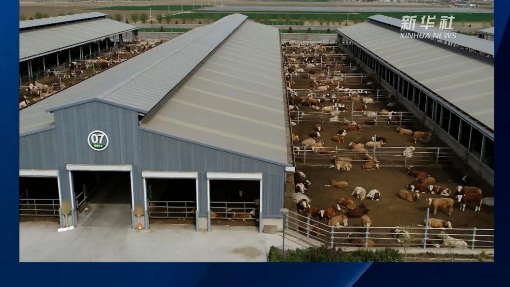 河北昌黎：肉牛養(yǎng)殖助力鄉(xiāng)村振興