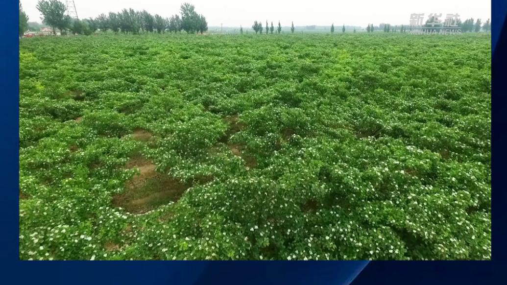 河北清河：山楂花开引客来