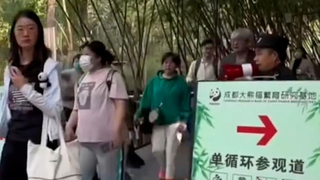 頂流大熊貓“花花”提前休五一,保安大叔:沒關系,弟弟值班