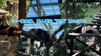 谭爷爷收雅颂、萌兰爱睡觉，丫丫暂住的上海动物园人气旺！