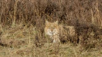 甘肃甘南尕玛公路边出现国家一级保护动物荒漠猫
