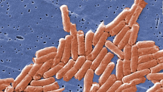 美国12州报告沙门氏菌感染病例，与通用磨坊食品公司面粉有关