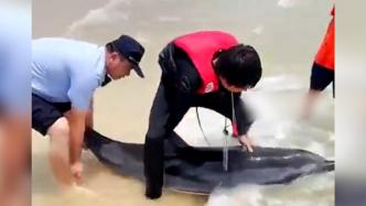海南文昌海域一长达两米的海豚搁浅，警民联手助其重返大海