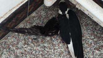 濒危保护动物黑颈长脚鹬受伤落难，民警联手动物保护部救治