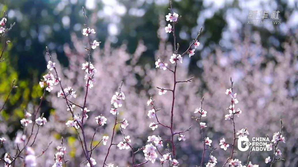 內蒙古赤峰：杏花盛開俏爭春