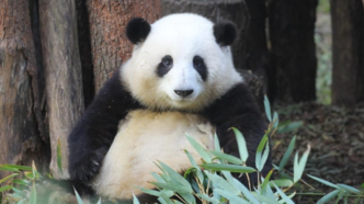 五一大熊猫花花带动26.4万人参观成都大熊猫繁育研究基地
