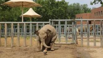 济南动物园通报亚洲象“亚齐”死亡原因：系象亲内皮疱疹病毒感染