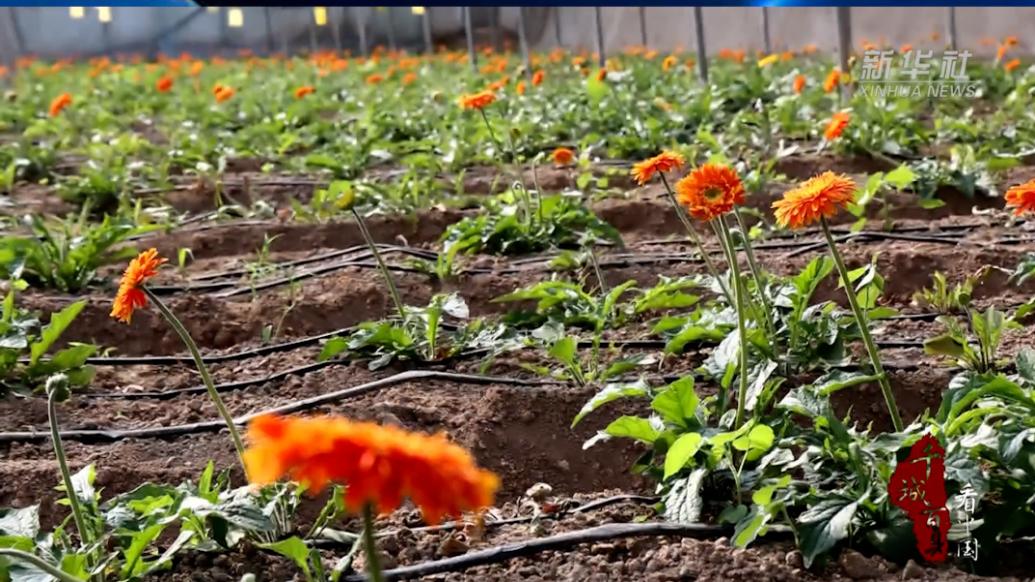 千城百縣看中國｜山東定陶：多彩非洲菊開出致富花