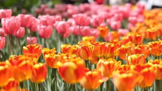 青海西宁25种郁金香绽放，打造绚丽的彩色公园