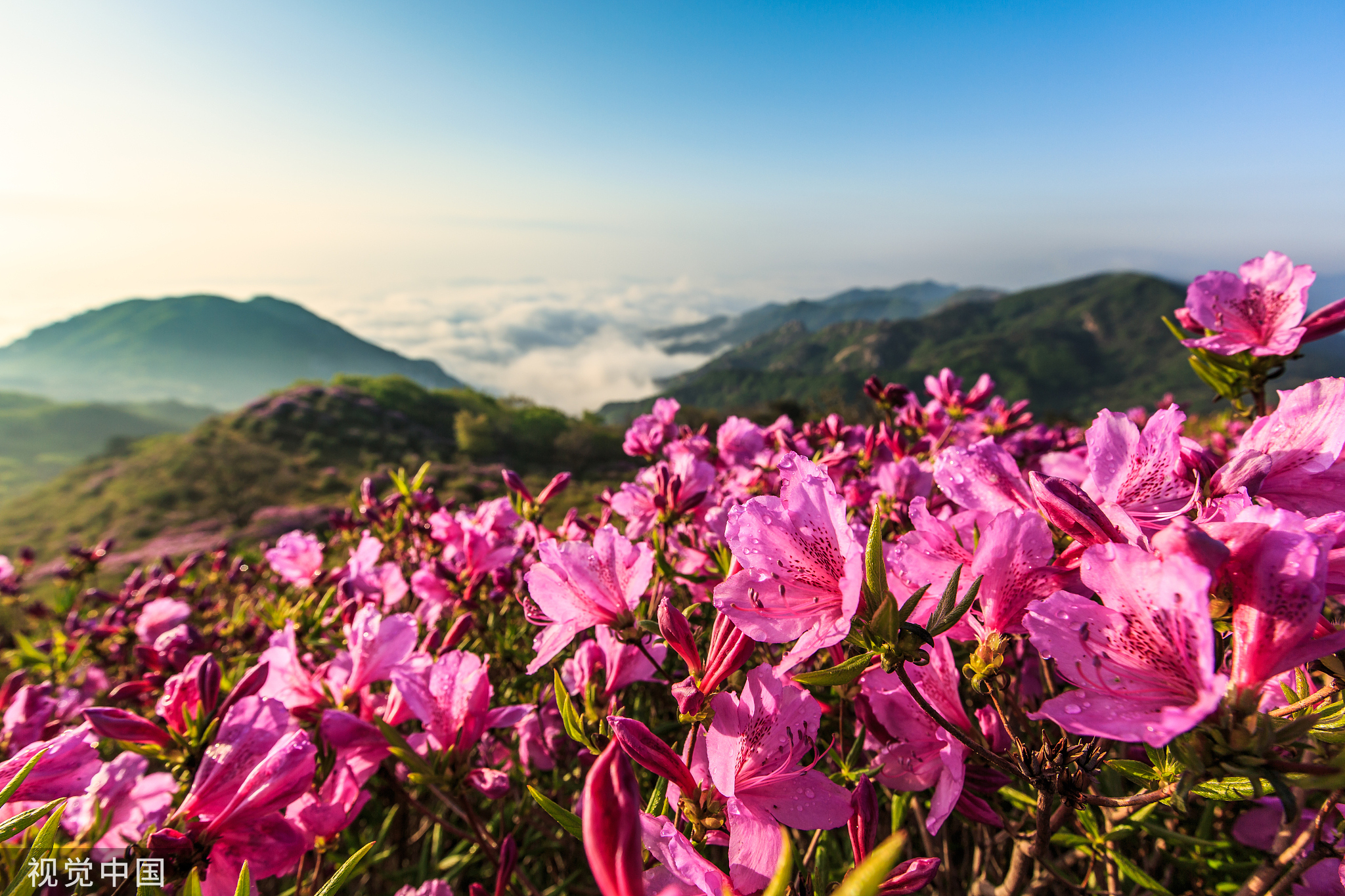 时令风物|山青花欲燃,欲燃是何花?_文化课_澎湃新闻-the paper
