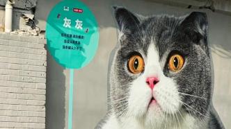 前方“喵星人”出没，上海这条老街被巨型猫咪包围了