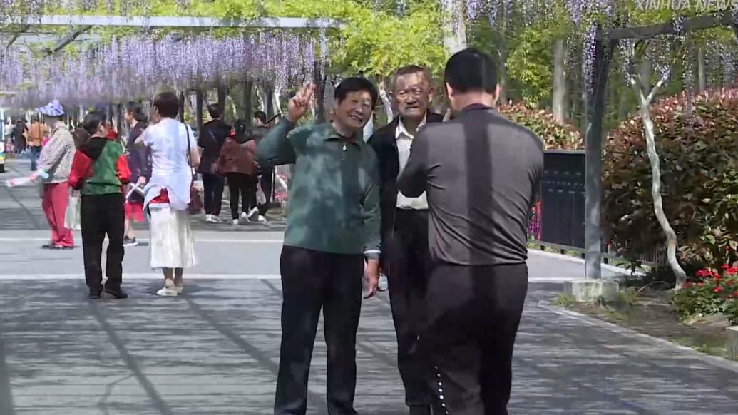 上海崇明|紫藤花開滿庭芳