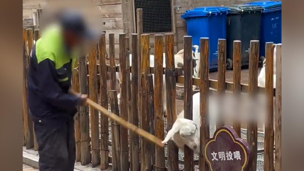 羊頭伸柵欄外遭工作人員暴打，青島動物園：外包場地