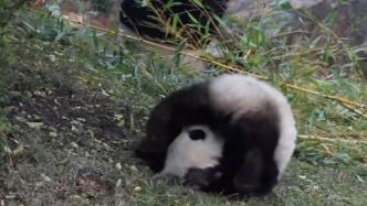 旅法大熊猫“圆梦”将于7月4日回国