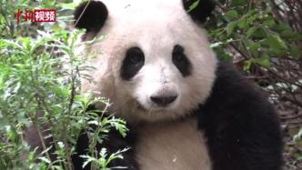 成都大熊猫基地为“花花”申请多个商标