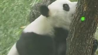 有人用激光笔照射爬树大熊猫，北京动物园：谴责并调监控核查