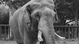 再见，巴布！郑州市动物园55岁亚洲象因病去世