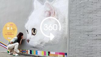 VR视频|“外滩猫街”火了,“喵星人”喊你来这条老街撸猫