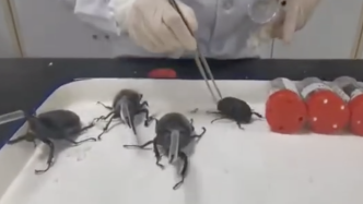 厦门海关查获23只活体甲虫