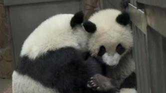 福菀被泼水后消失？熊猫基地发视频报平安，专家呼吁理智“爱猫”
