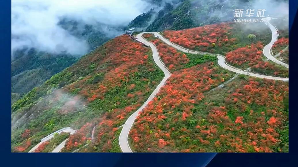 湖南陽明山：雨后杜鵑花更艷