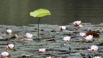 图集｜初夏的莫奈花园，杭州西湖景区睡莲绽放