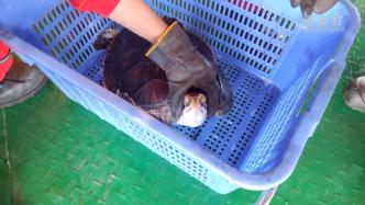 中国海油成功救助国家一级重点保护动物红海龟