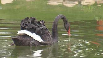上海某公园内一黑天鹅突然消失，疑似被游客不当投喂致死