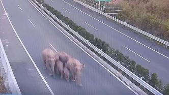 云南野象组队逛高速，测速牌显示时速17公里