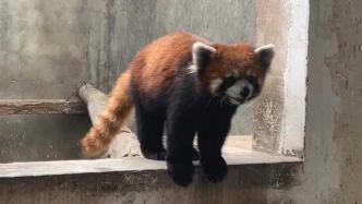 23只小熊猫之死：警方解救后寄养动物园，涉案野生动物救助待规范