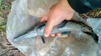 崇州白塔湖水库发现鳄雀鳝，管理方：或属个人放生，已强化巡检