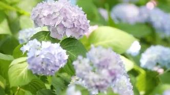 杭州城东公园100余种绣球花盛开带来初夏浪漫