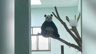 画风清奇！大熊猫“震生”树上冥想打坐走红