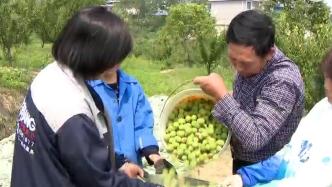 安慶5萬畝藍(lán)莓成熟，帶動11000多名農(nóng)民就業(yè)