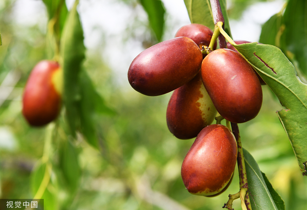 时令风物|四月南风大麦黄